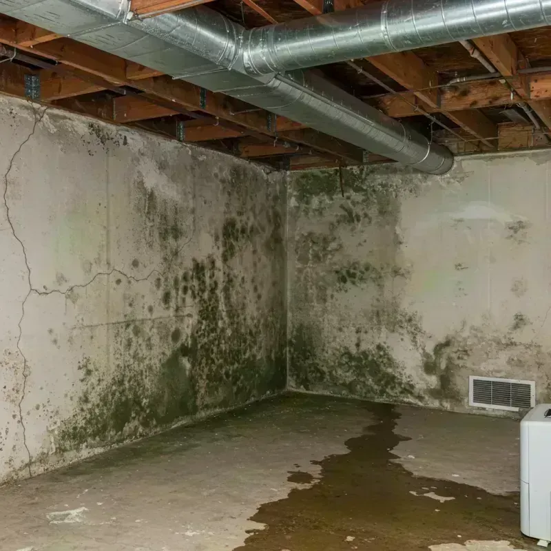 Professional Mold Removal in Pacific, WA